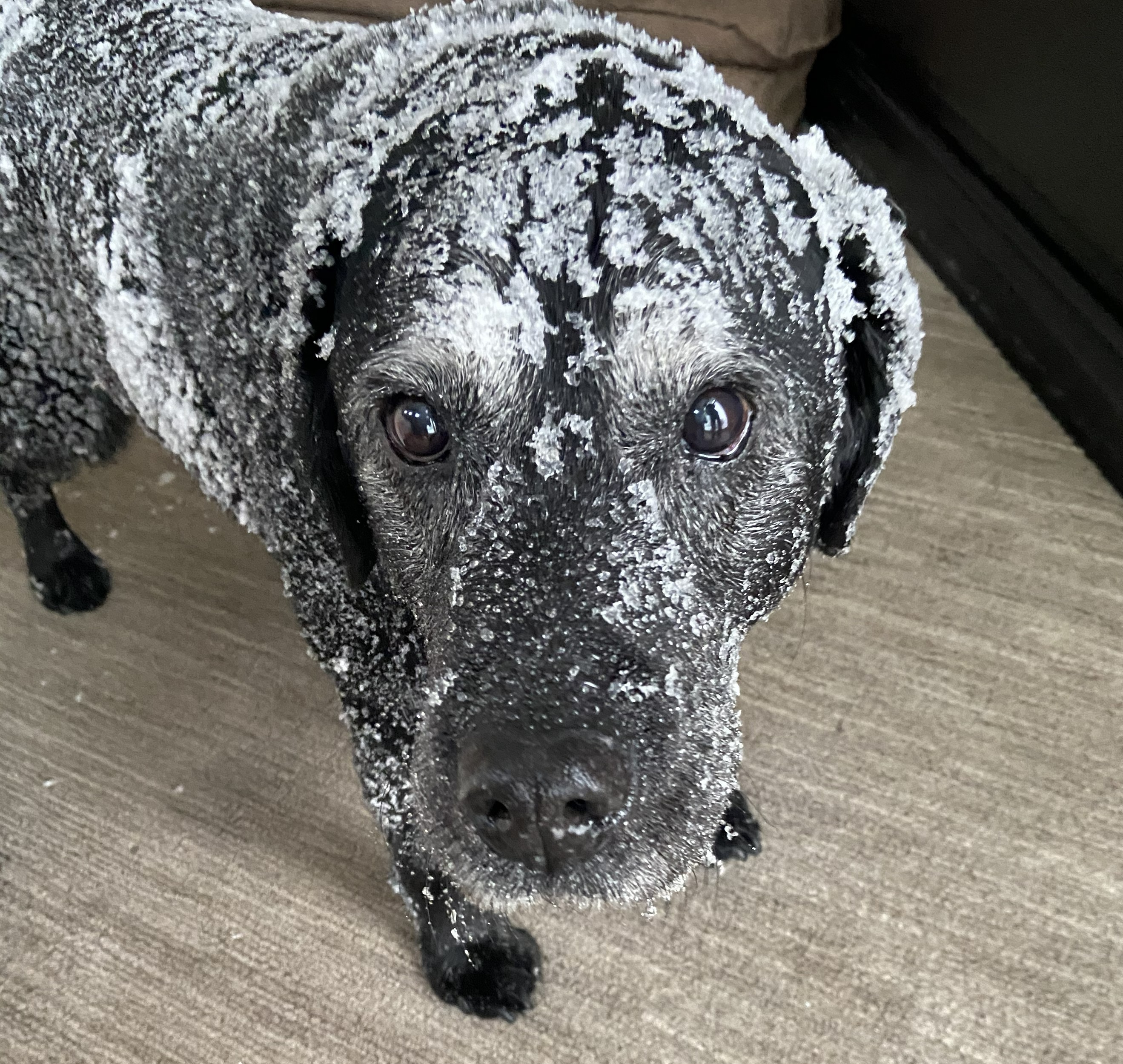 A black dog with warm brown eyes stands looking into the camera, cheerfully covered in snow.  Her name is Kona.